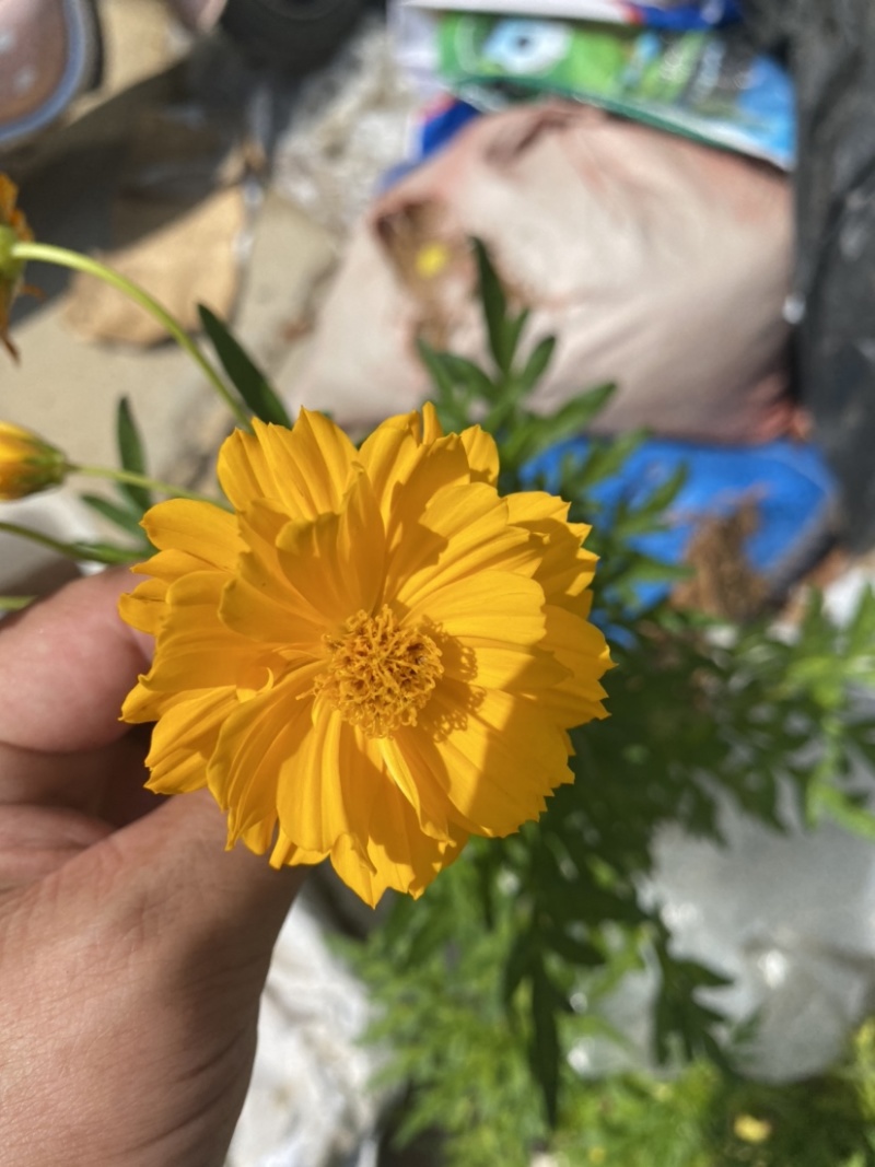 多年生大花金鸡菊种子四季播速生金钱菊花籽景观花卉花海草籽