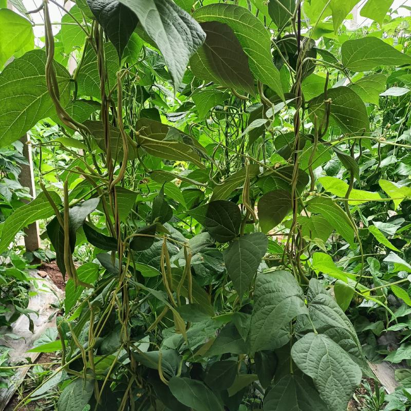 精品架豆王无丝豆无筋豆圆芸豆