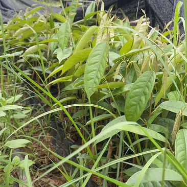 榴莲直生苗，苗杆粗壮有力，非常适合嫁接和进行种植