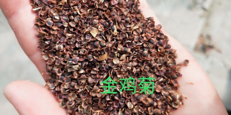 多年生大花金鸡菊种子四季播速生金钱菊花籽景观花卉花海草籽