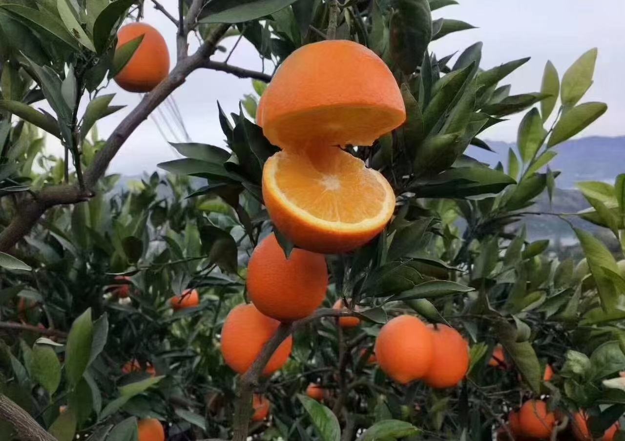 奉节脐橙包装与实物对比图