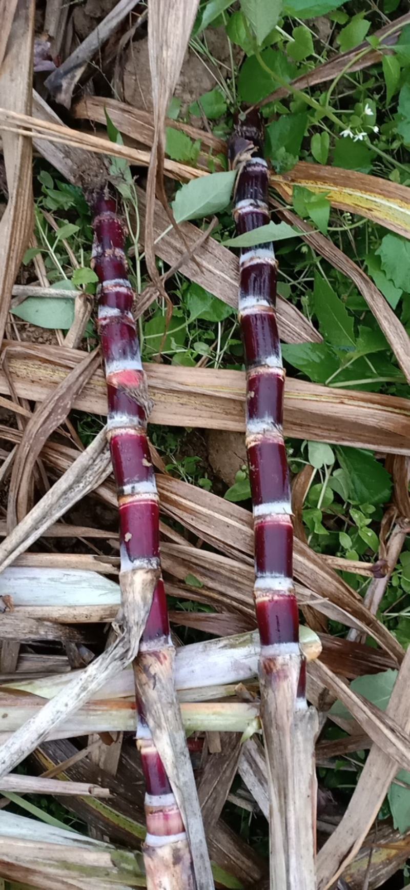 黑皮甘蔗桂果二号脱毒种黄皮甘蔗金丰浩脱毒种苗