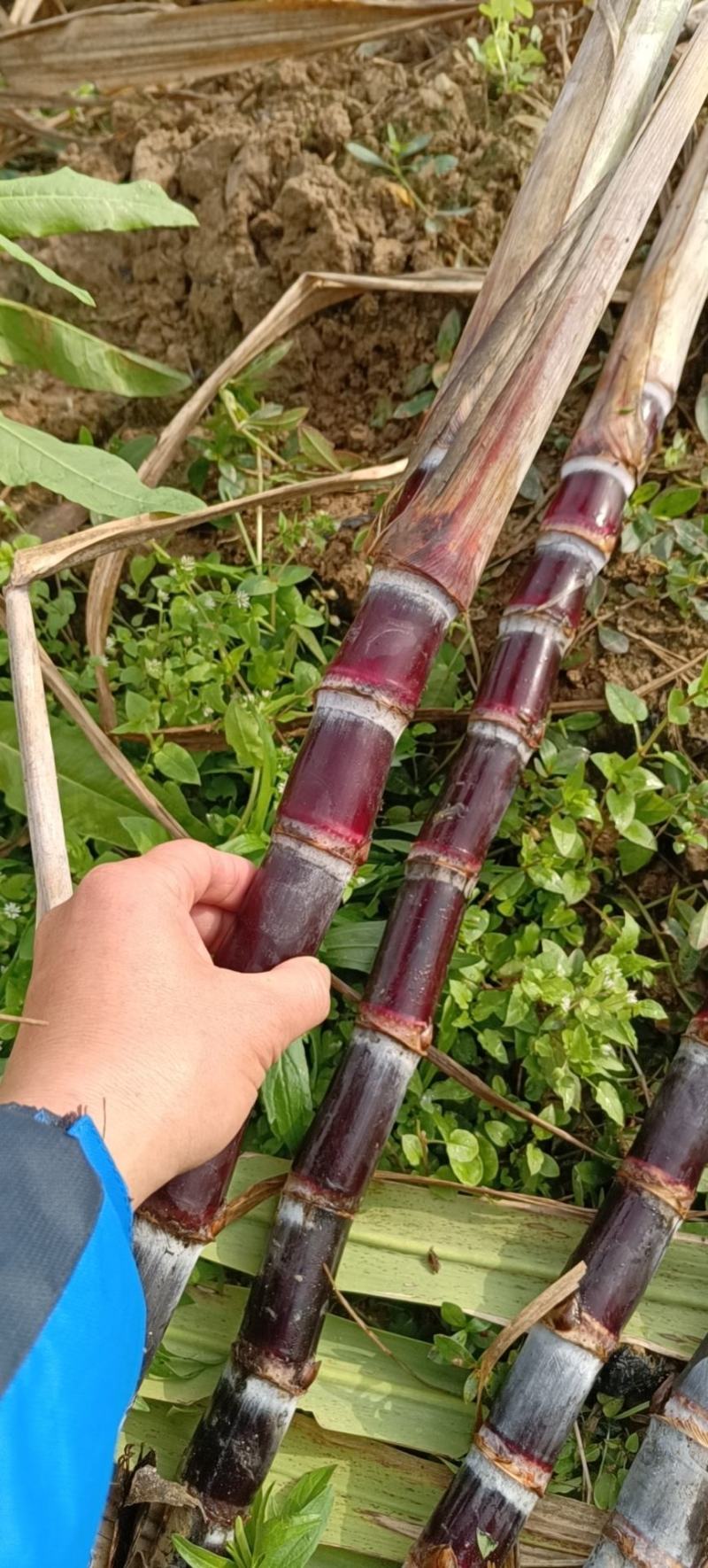 黑皮甘蔗桂果二号脱毒种黄皮甘蔗金丰浩脱毒种苗
