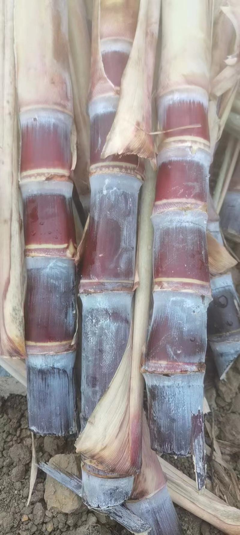 黑皮甘蔗桂果二号脱毒种黄皮甘蔗金丰浩脱毒种苗