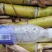黑皮甘蔗桂果二号脱毒种黄皮甘蔗金丰浩脱毒种苗
