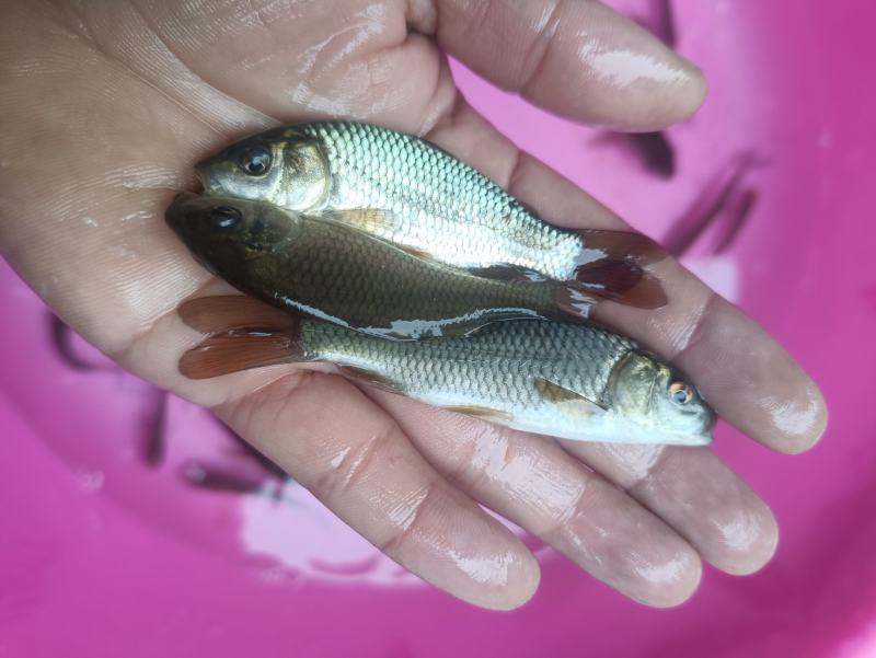 鲤鱼苗杂交良种优质快大型养殖食用鱼，生长速度快各规格齐全