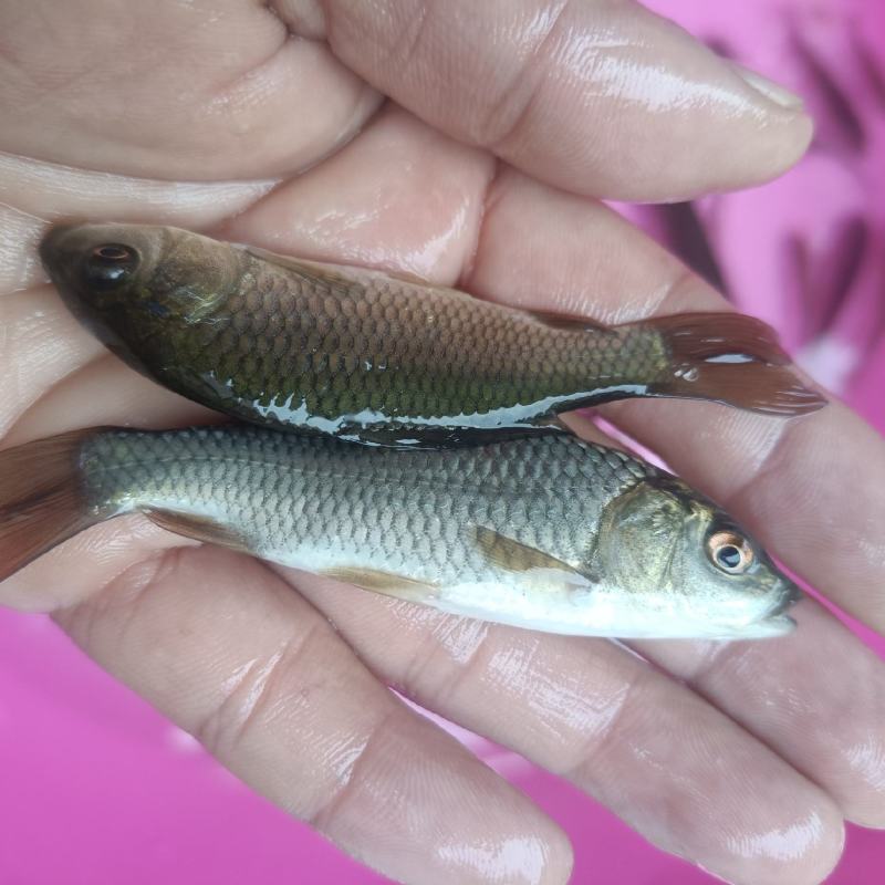 鲤鱼苗杂交良种优质快大型养殖食用鱼，生长速度快各规格齐全
