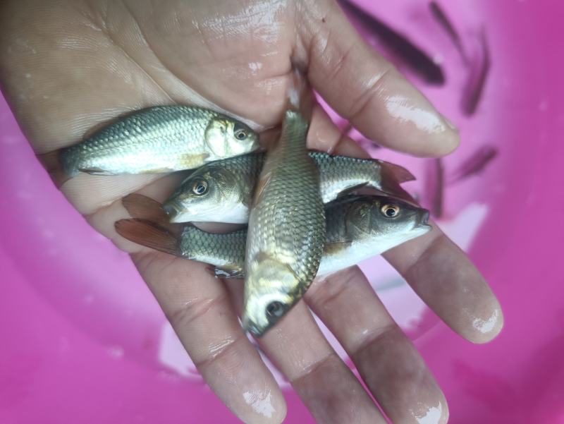 鲤鱼苗杂交良种优质快大型养殖食用鱼，生长速度快各规格齐全