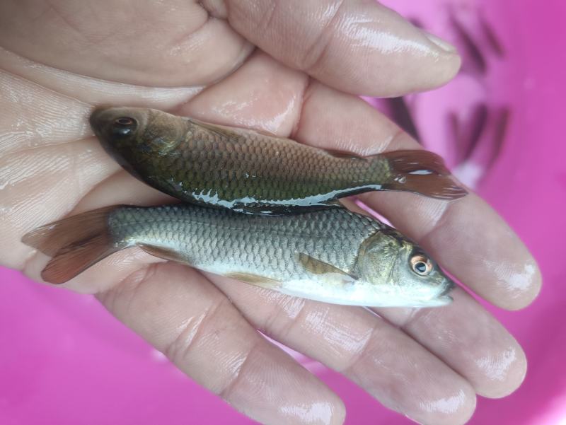 鲤鱼苗杂交良种优质快大型养殖食用鱼，生长速度快各规格齐全