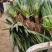 剑麻苗规格齐全大量现货工程绿化剑麻苗