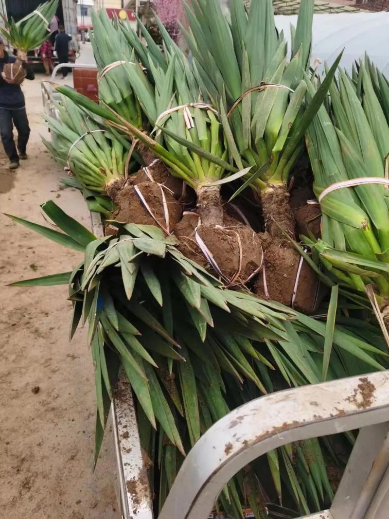 剑麻苗规格齐全大量现货工程绿化剑麻苗