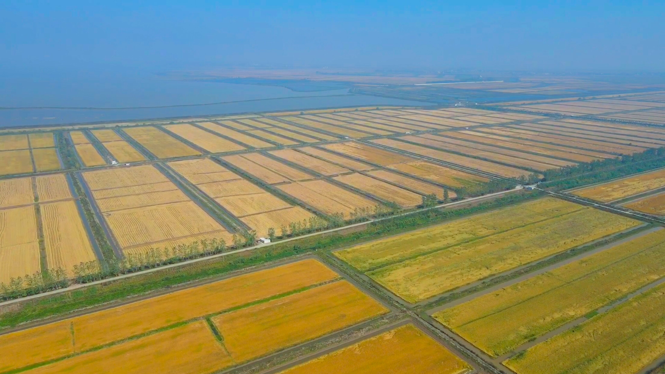 一片湿润的稻田中,几只红色的小龙虾正在泥水中爬行,身边是绿色的水稻幼苗,展示稻虾共作模式下的真实场景,突出生态互动关系 小龙虾在稻田中爬行,周围有水稻幼苗