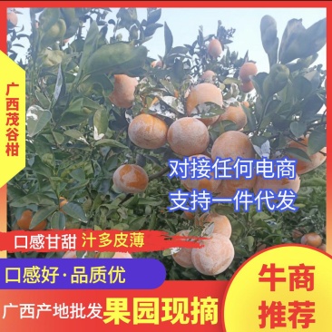 广东茂谷柑基地稳定货源批发一件代发品质保证