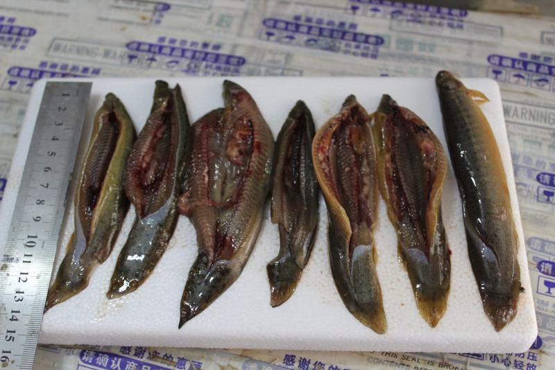 山塘大泥鳅鳝鱼11元/斤，可试吃一件包邮，开腹好发货