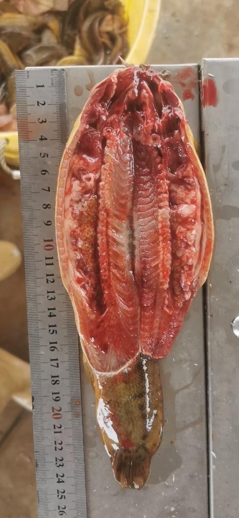 山塘大泥鳅鳝鱼11元/斤，可试吃一件包邮，开腹好发货