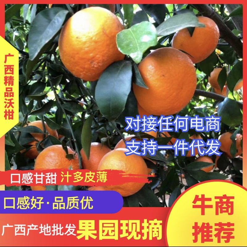 广西精品沃柑，货源稳定果园现摘，提供一条龙欢迎来电