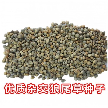 杂交狼尾草种子，多年生四季牧草耐旱耐收割牛羊鱼兔牧草种子