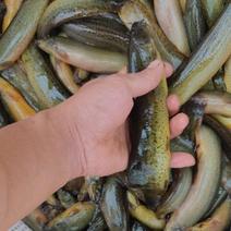 山塘大泥鳅鳝鱼11元/斤，可试吃一件，开腹好发货