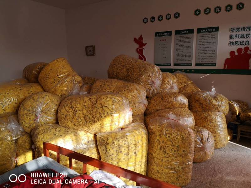 无硫金丝皇菊量大从优品质保障欢迎老板订购