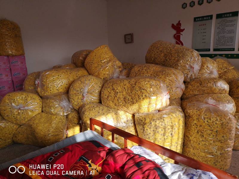 无硫金丝皇菊量大从优品质保障欢迎老板订购