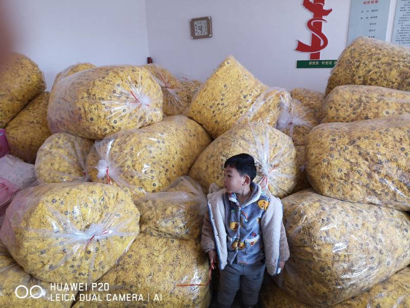 无硫金丝皇菊量大从优品质保障欢迎老板订购