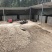 散养香猪，喂食玉米稻谷酒糟