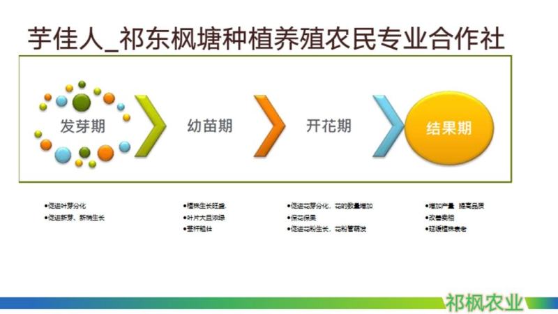 批发香芋头种苗槟榔芋头基地直供，香粉糯产量高送技术指导