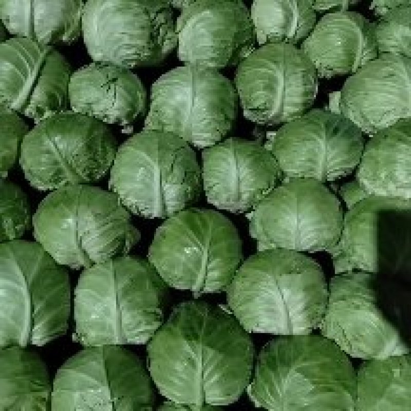 精品甘蓝大量上市，货源充足，质量保证价格实惠可视频看货