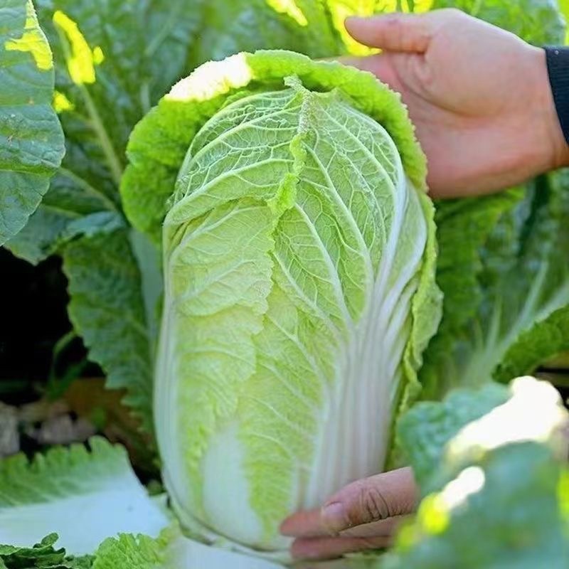 鸿阳50大白菜秧苗质量保证量大价优欢迎咨询下单