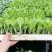 鸿阳50大白菜秧苗质量保证量大价优欢迎咨询下单