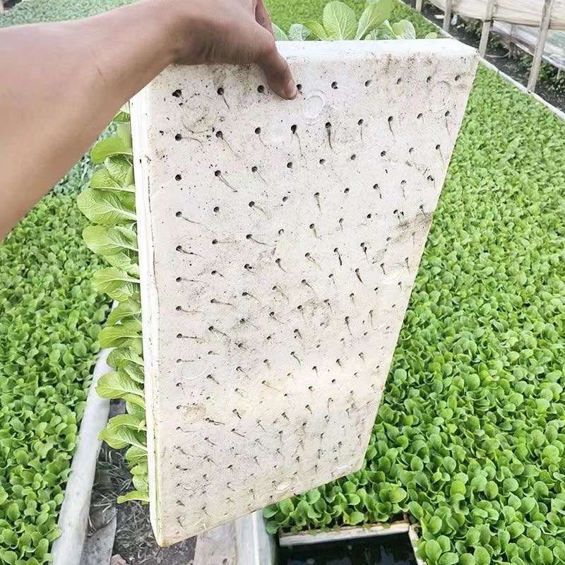 鸿阳50大白菜秧苗质量保证量大价优欢迎咨询下单