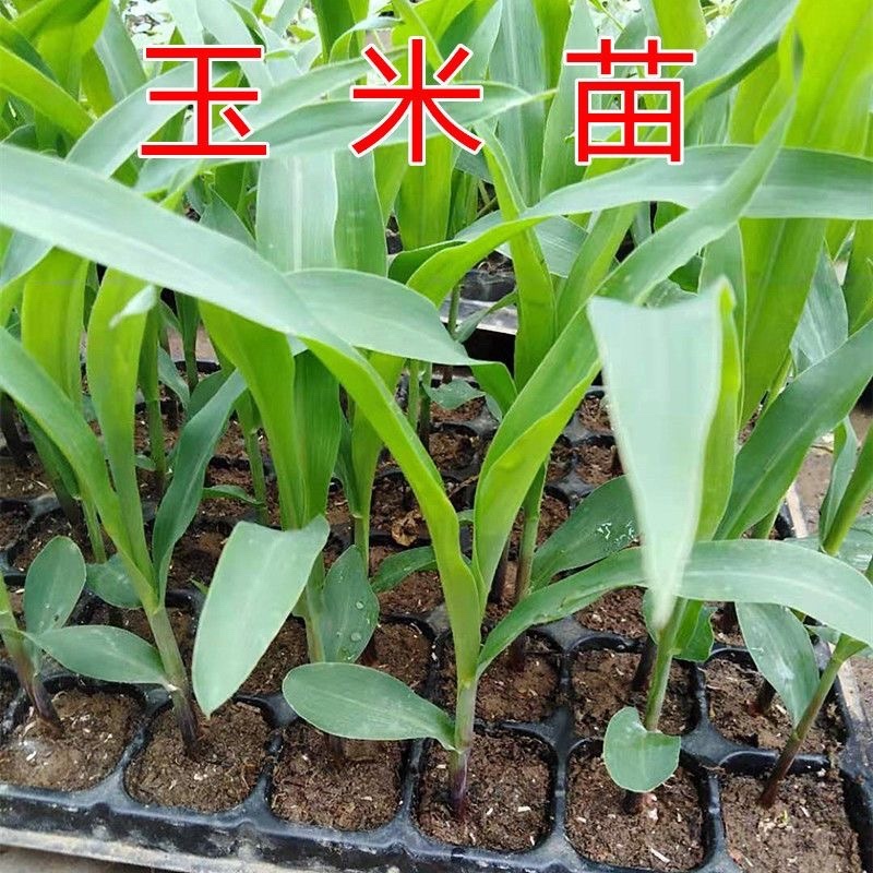 优质玉米苗批发质量保证两大价优欢迎咨询下单