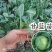 优质甘蓝秧苗品质保证量大价优欢迎咨询下单