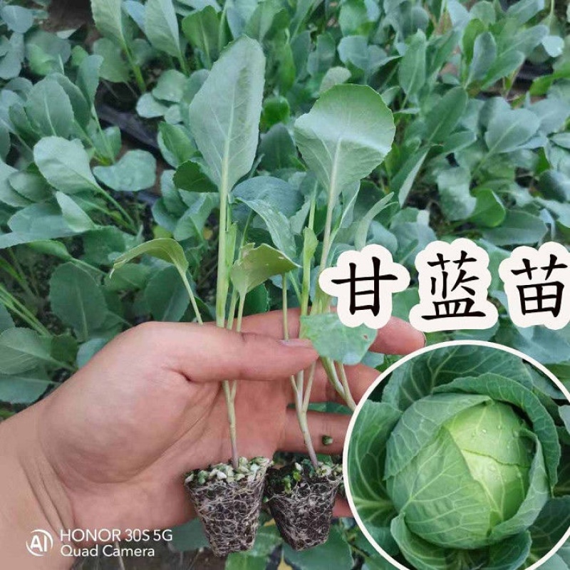 优质甘蓝秧苗品质保证量大价优欢迎咨询下单