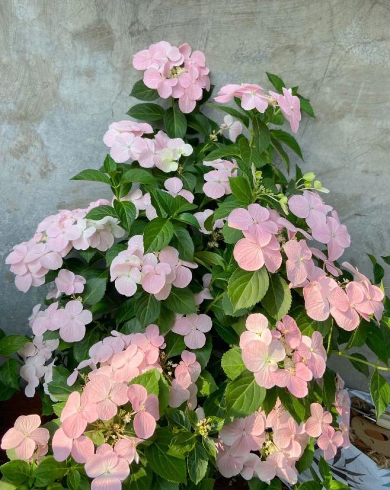 欧洲进口绣球盆栽（落跑新娘）粉色白色