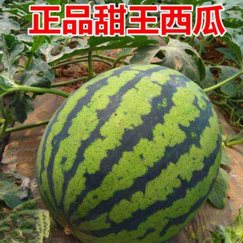 【推荐】甜王西瓜陕西西瓜大量上市，瓤红甜度高产产地直发