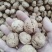 云南薄皮核桃大量供应质量保证货源充足诚信经营