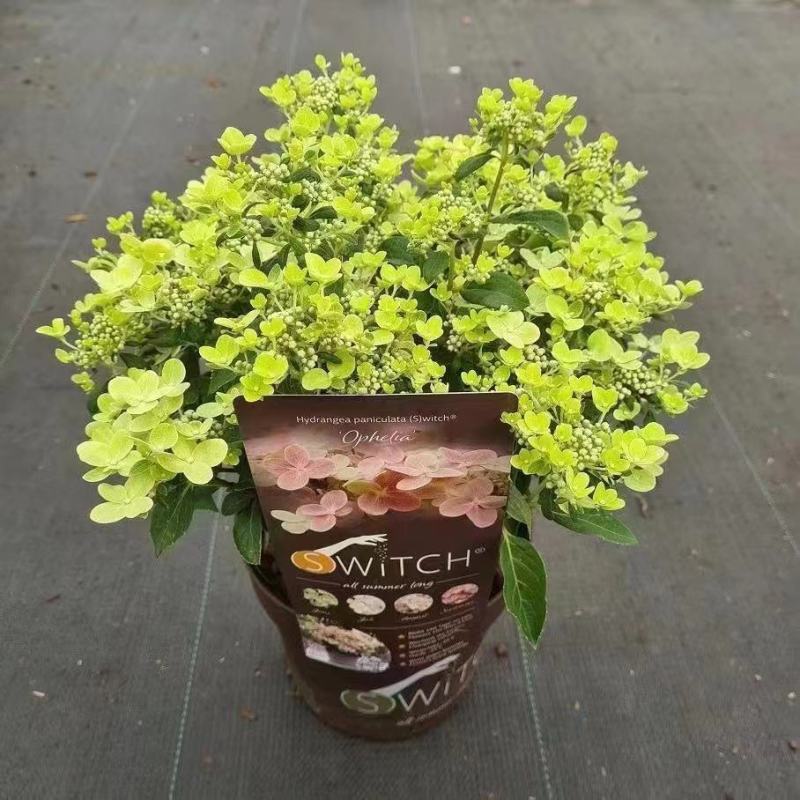 欧洲进口绣球盆栽（落跑新娘）粉色白色