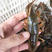 【精品青虾】江苏清水小龙虾:精品干净满肉，货源充足量大