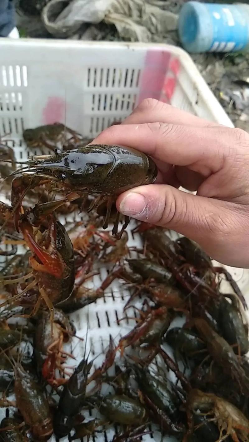 江苏清水小龙虾:精品干净满肉，货源充足量大