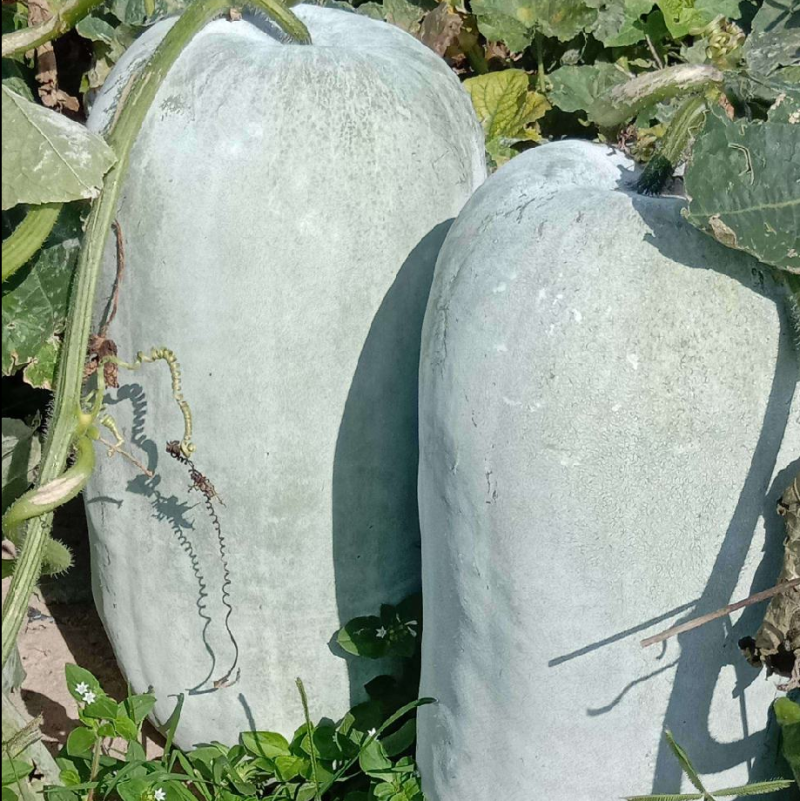 海南白皮冬瓜，坐地冬瓜，桶瓜，长白条，产地供货，价格优惠