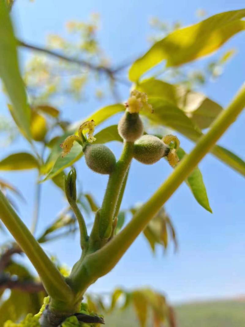 云南核桃薄皮核桃质量保证诚信经营货源稳定全国发货