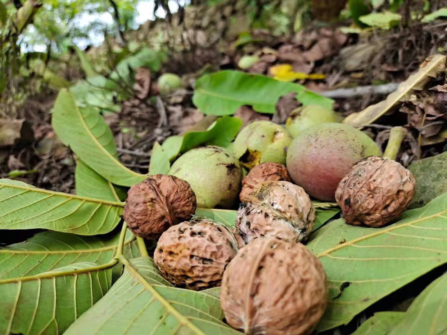 纸皮核桃与普通核桃对比图