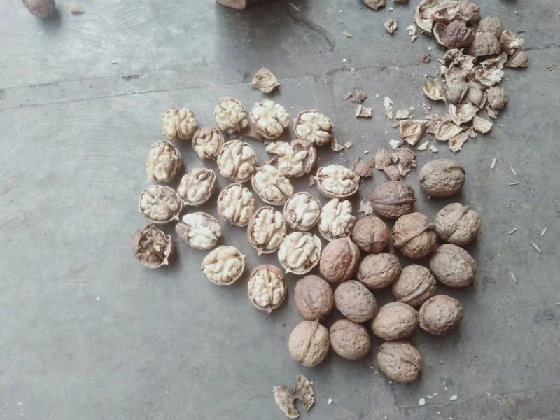 云南核桃薄皮核桃质量保证诚信经营货源稳定全国发货