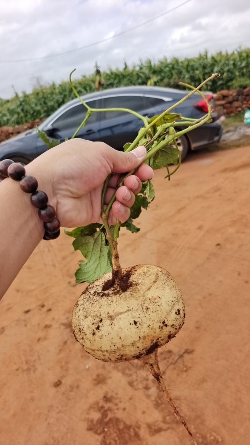 徐闻凉薯大量上市订货现挖装车产地看货质量保全国代发