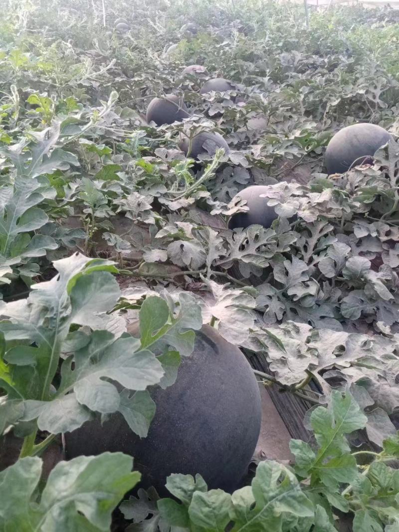 【精品】黑皮无籽西瓜产地直发包熟包甜皮薄多汁商超团购
