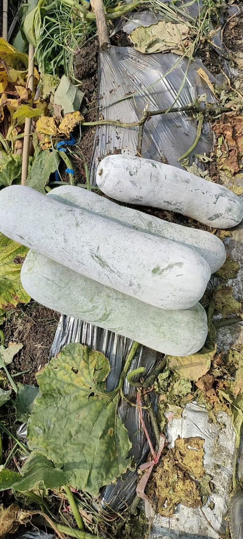 海南白皮冬瓜，坐地冬瓜，桶瓜，长白条，产地供货，价格优惠