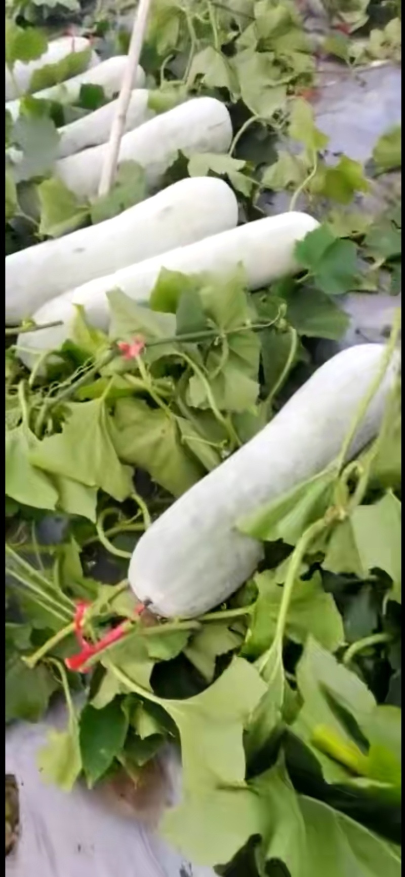 海南白皮冬瓜，坐地冬瓜，桶瓜，长白条，产地供货，价格优惠