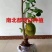 榴莲树苗嫁接种苗盆栽地栽南方北方可种耐寒耐旱当年结果榴莲