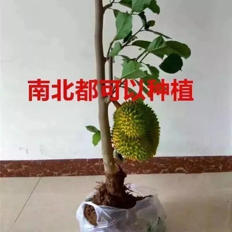 榴莲树苗嫁接种苗盆栽地栽南方北方可种耐寒耐旱当年结果榴莲